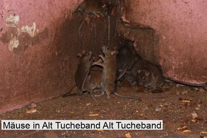 Mäuse in Alt Tucheband Alt Tucheband